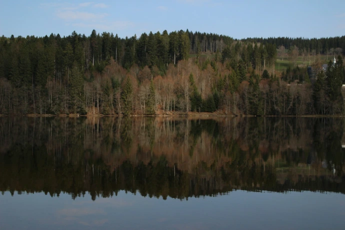 Forest reflected in a calm lake under a clear sky