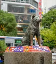 unsplash_52CbRwXcsTs_hachiko.webp